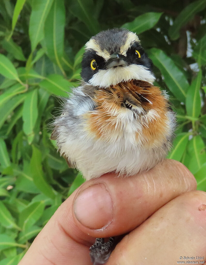 Senegal Batis female immature