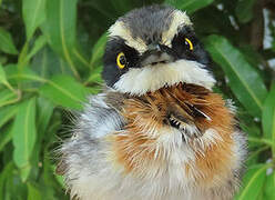 Senegal Batis