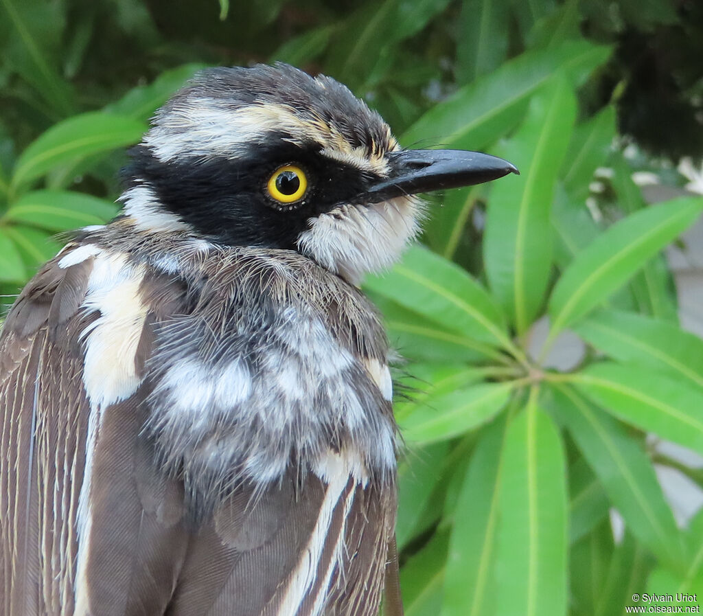 Senegal Batis female immature
