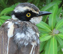 Senegal Batis
