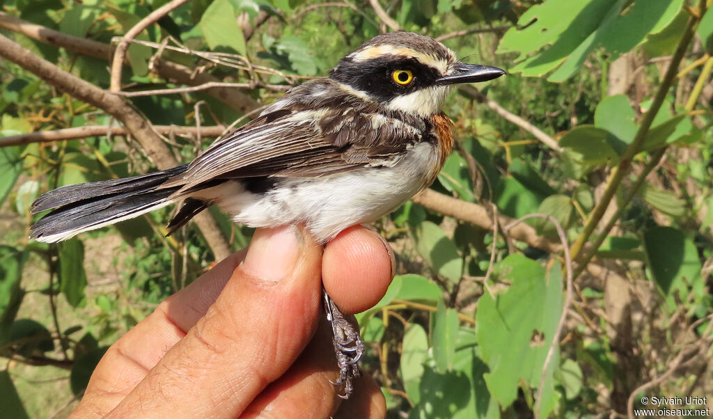 Senegal Batis female adult