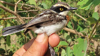 Senegal Batis