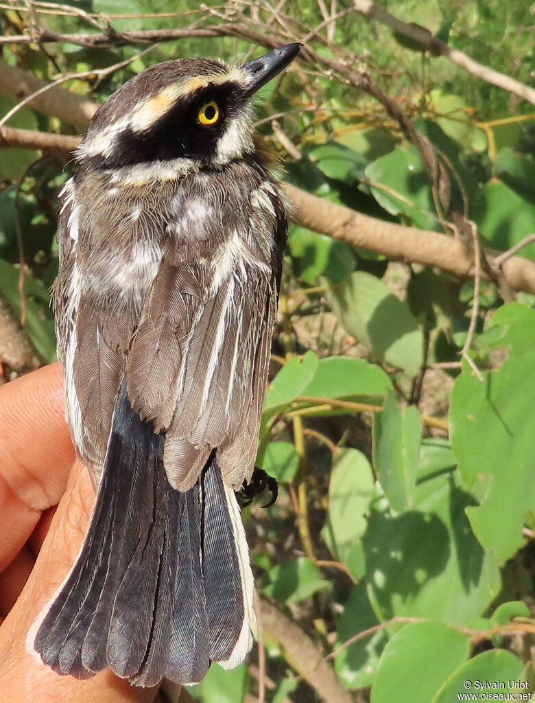 Senegal Batis female adult