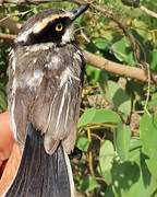 Senegal Batis