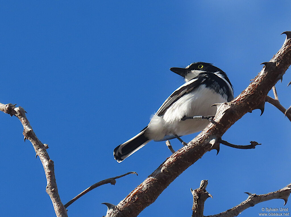 Chinspot Batis male adult