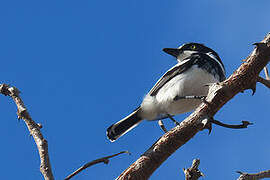 Chinspot Batis