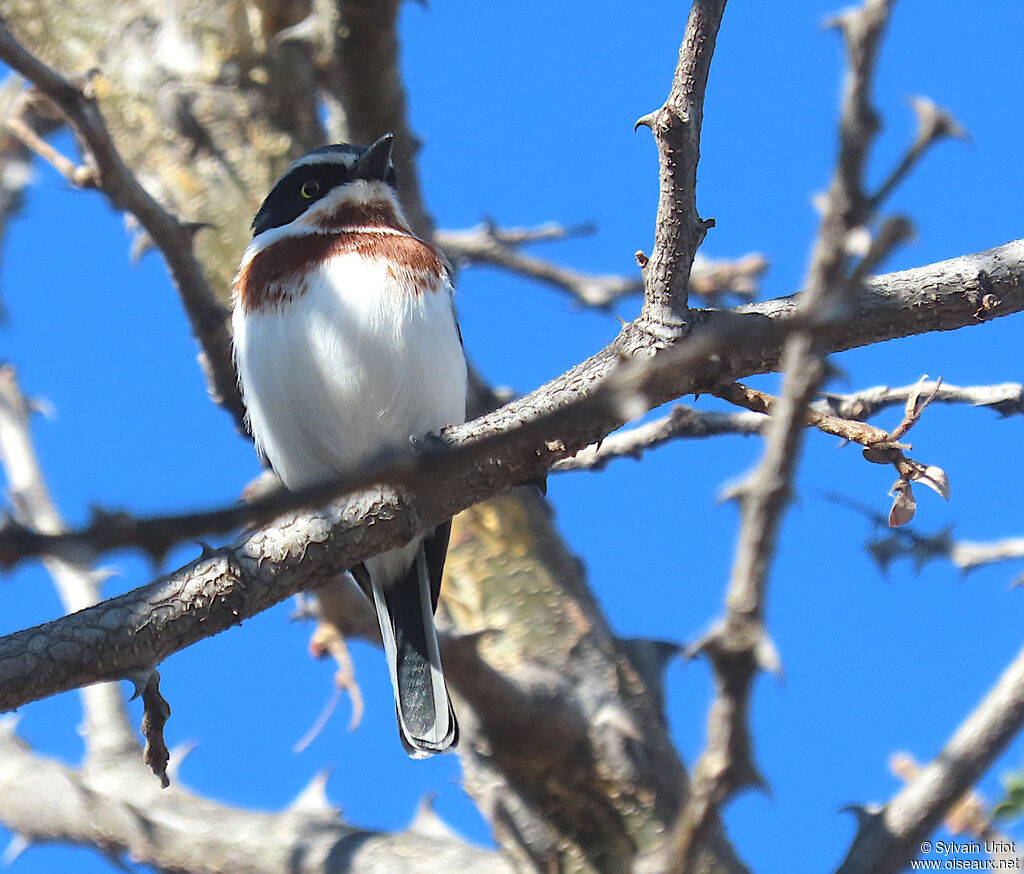 Chinspot Batis female adult