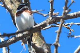 Chinspot Batis