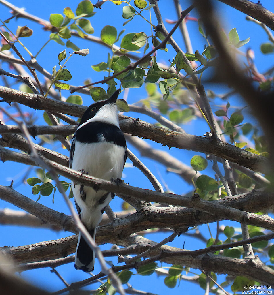 Chinspot Batis male adult