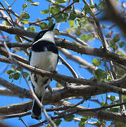 Chinspot Batis