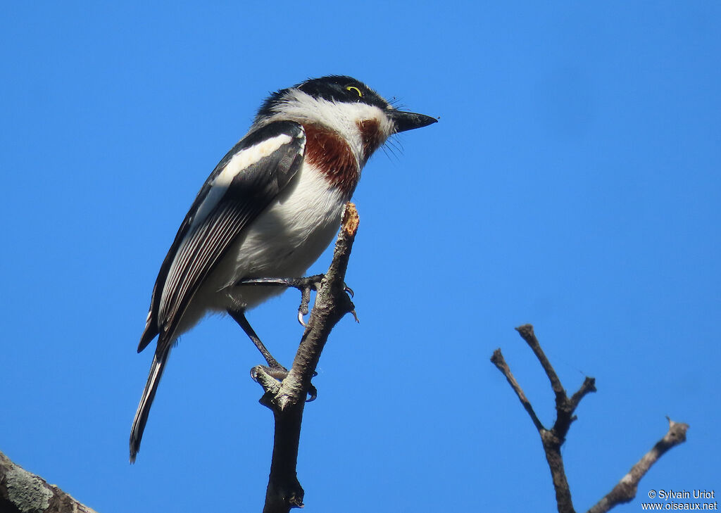 Chinspot Batis female adult