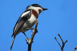 Chinspot Batis