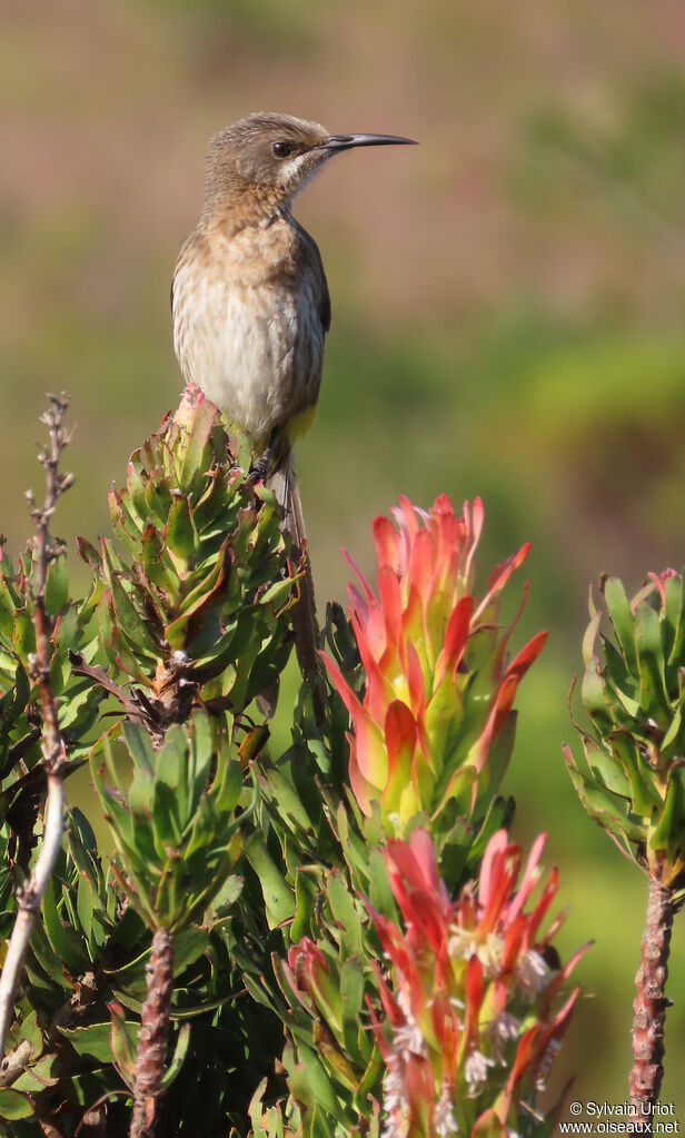 Cape Sugarbird female adult