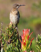 Cape Sugarbird