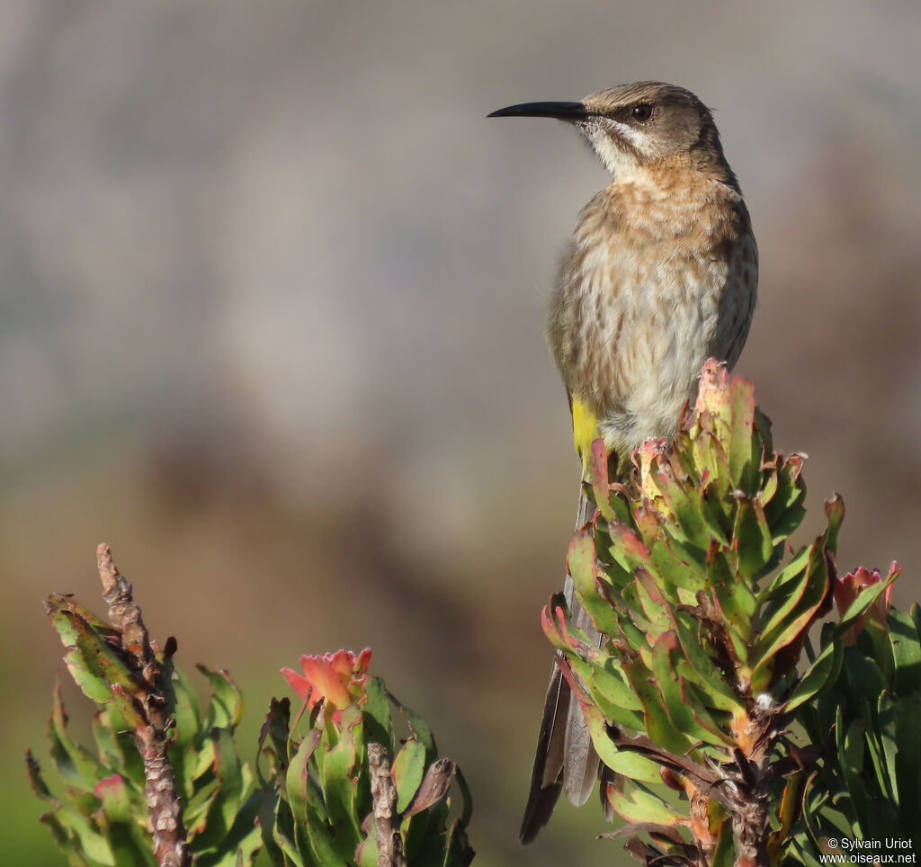 Cape Sugarbird female adult