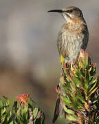 Cape Sugarbird