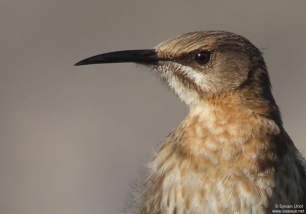 Cape Sugarbird female adult