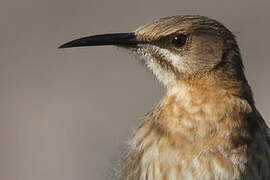 Cape Sugarbird