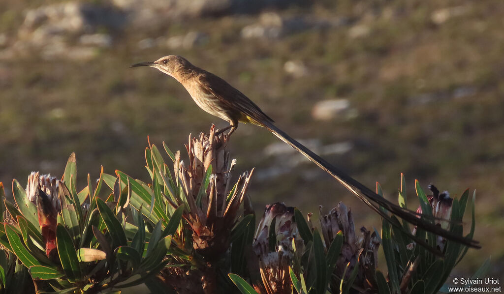 Cape Sugarbird male adult