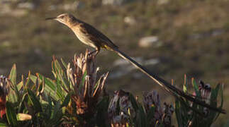 Cape Sugarbird