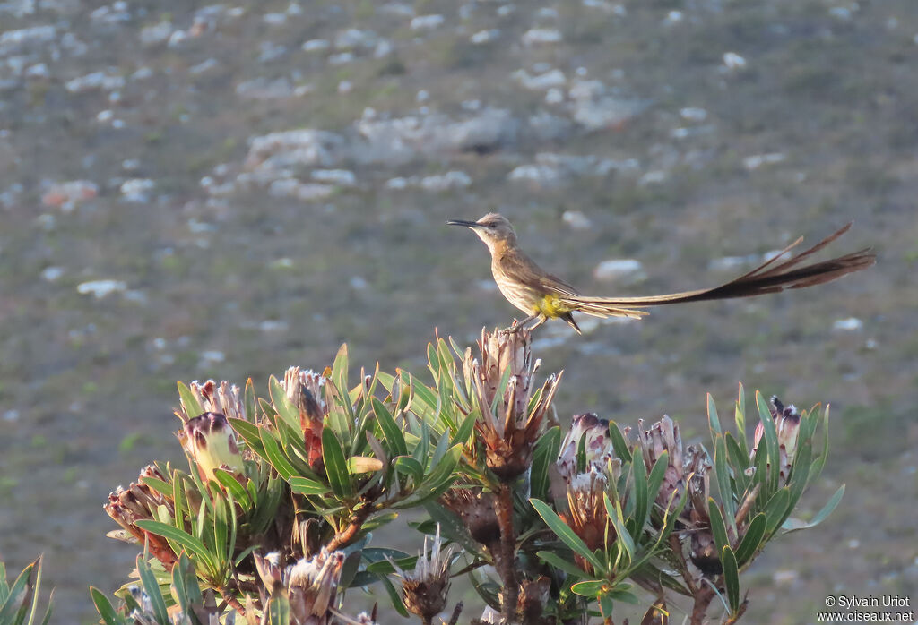 Cape Sugarbird male adult