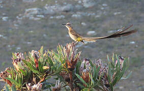 Cape Sugarbird