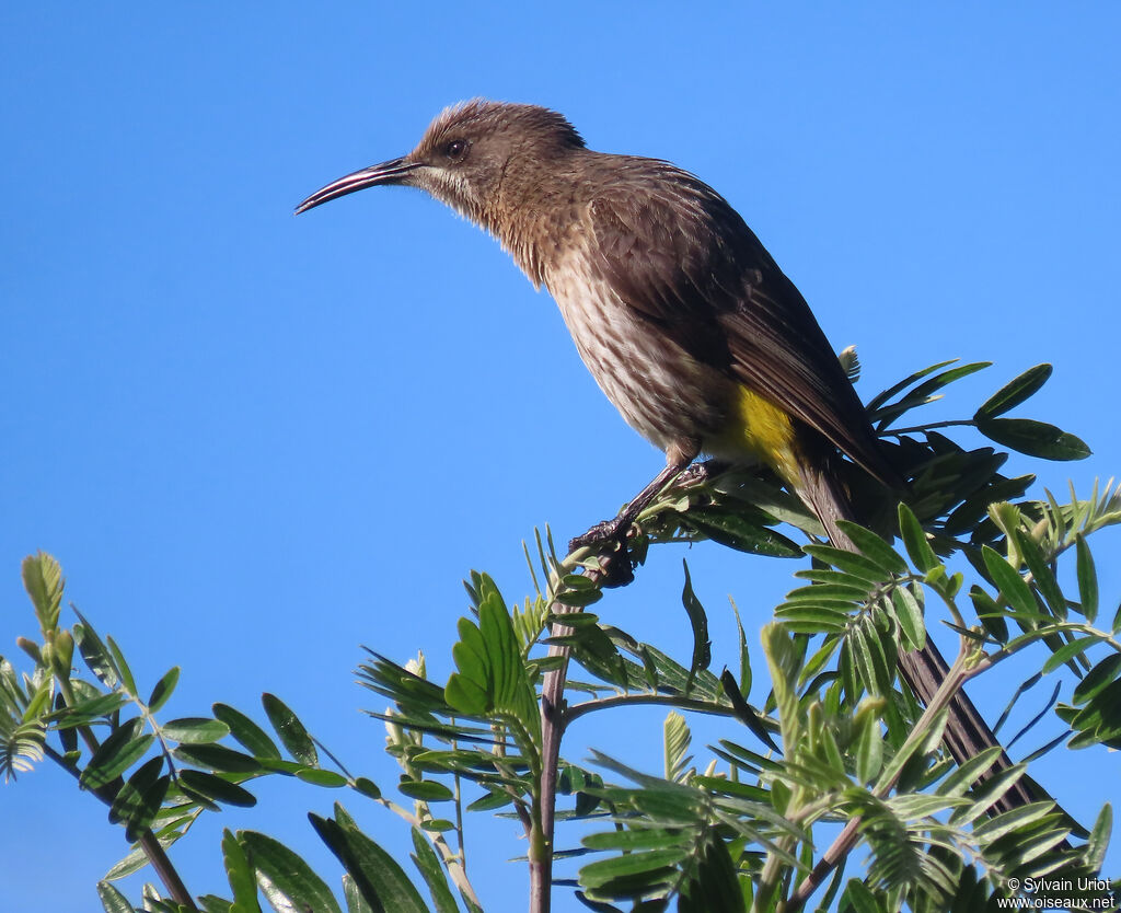 Cape Sugarbird male adult