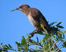 Cape Sugarbird