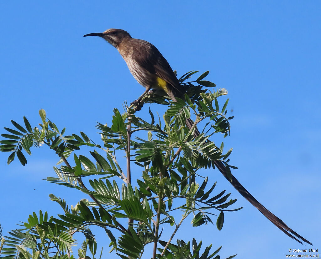 Cape Sugarbird male adult