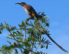 Cape Sugarbird