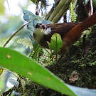 Pseudocolapte de Boissonneau