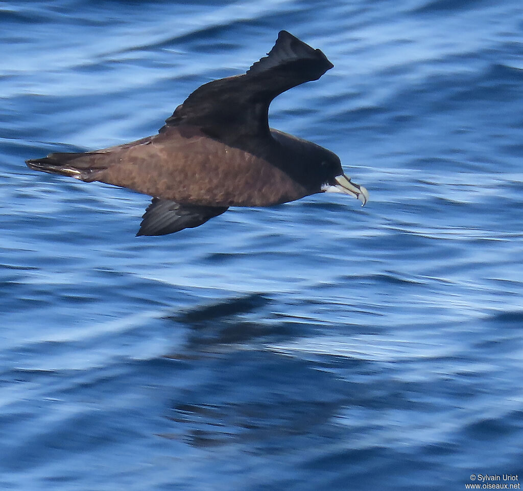 White-chinned Petreladult