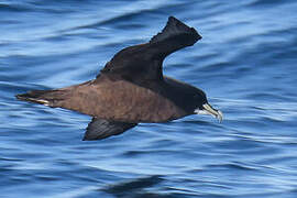 White-chinned Petrel