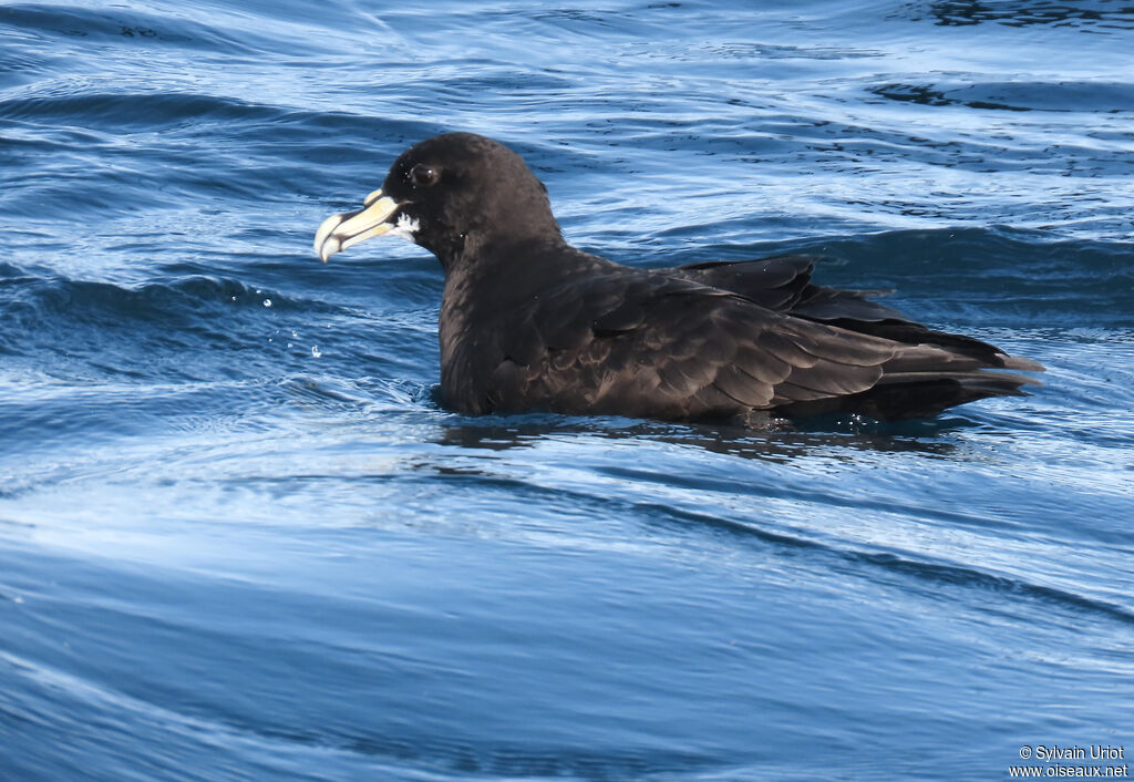 White-chinned Petreladult