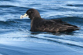 White-chinned Petrel