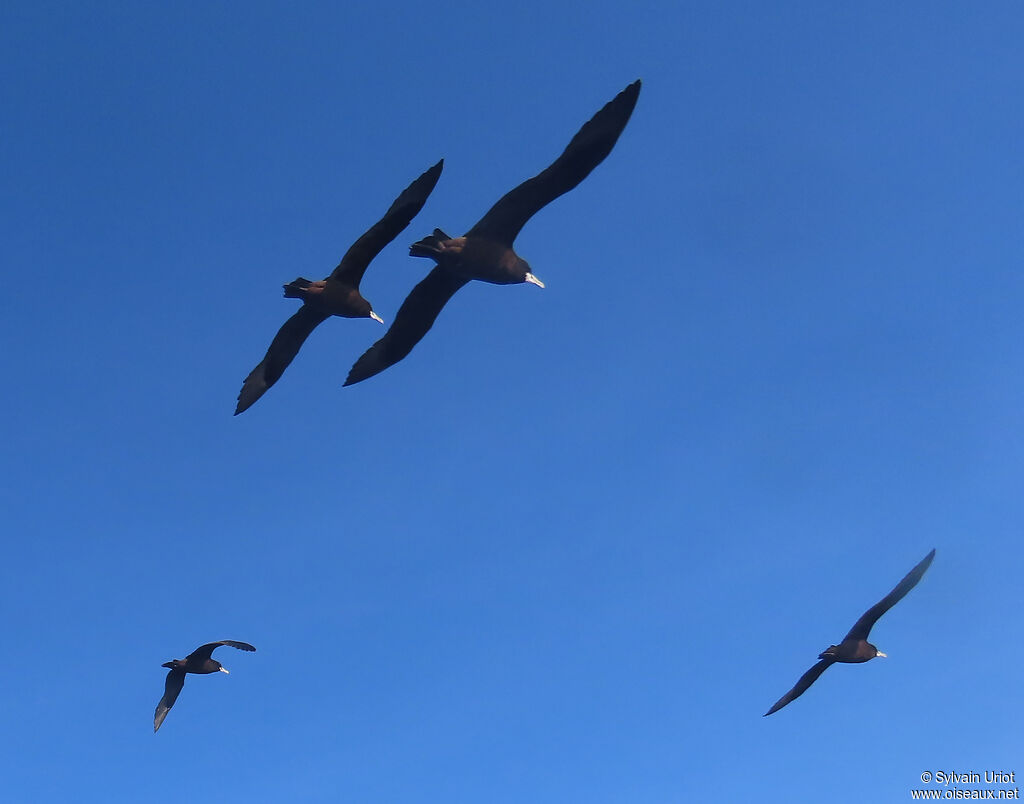 White-chinned Petreladult