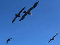 White-chinned Petrel