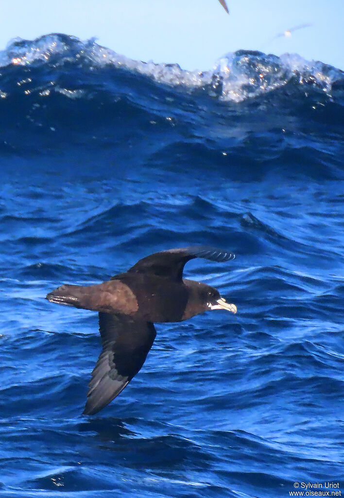 White-chinned Petreladult