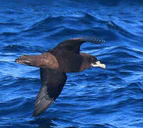 White-chinned Petrel