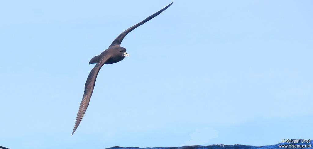 White-chinned Petreladult