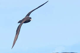 White-chinned Petrel