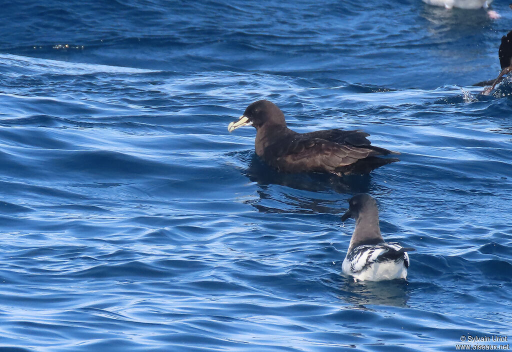 White-chinned Petreladult