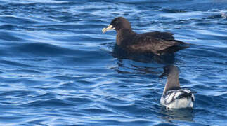 White-chinned Petrel