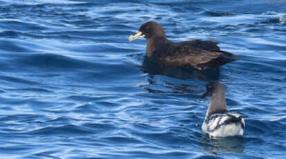 Puffin à menton blanc