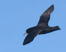 White-chinned Petrel