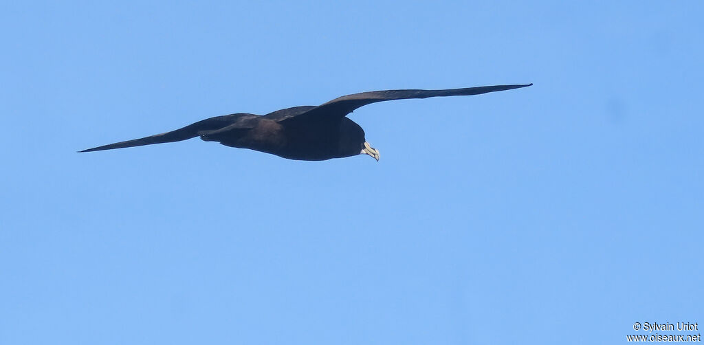 White-chinned Petreladult