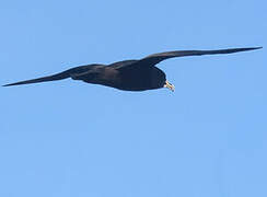 White-chinned Petrel