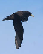 White-chinned Petrel