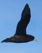 White-chinned Petrel