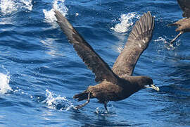 White-chinned Petrel